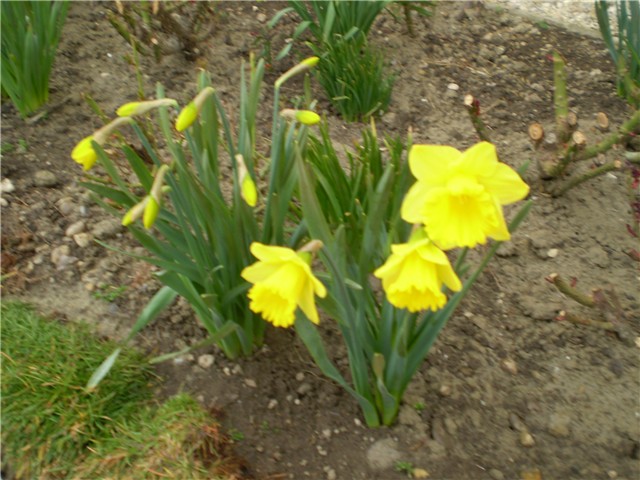 narcis
